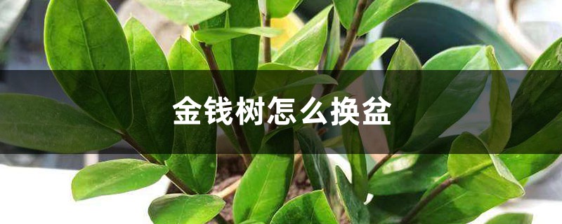 金钱树怎么换盆 金钱树怎么换盆