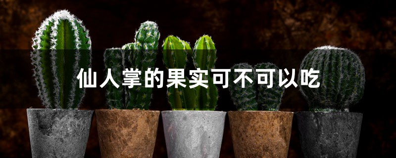 仙人掌的果实可不可以吃 仙人掌的果实可不可以吃