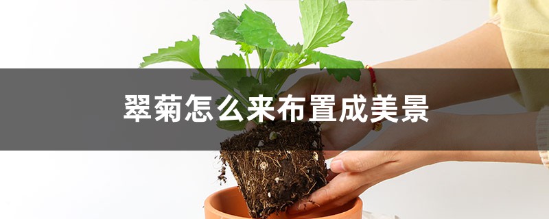 翠菊怎么来布置成美景 翠菊怎么来布置成美景