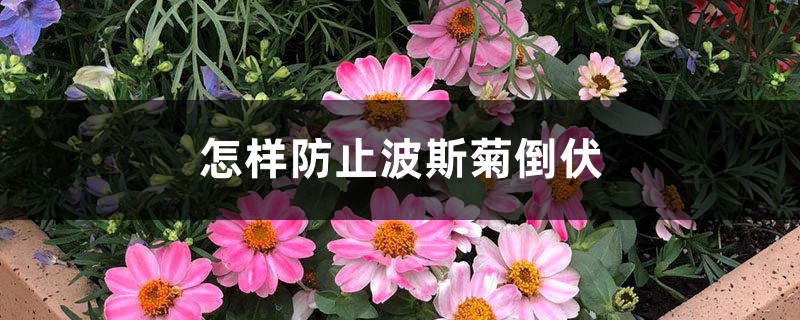怎样防止波斯菊倒伏 怎样防止波斯菊倒伏