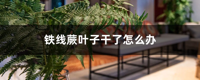 铁线蕨叶子干了怎么办 铁线蕨叶子干了怎么办