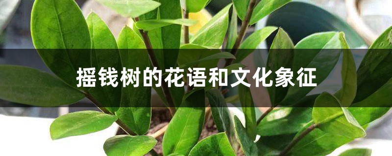 摇钱树的花语和文化象征 摇钱树的花语和文化象征