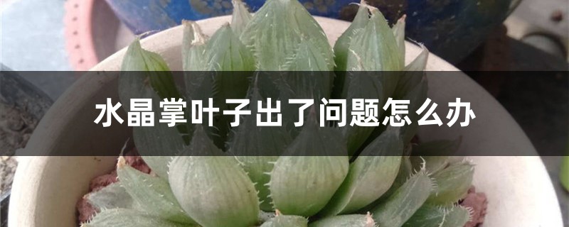 水晶掌叶子出了问题怎么办 水晶掌叶子出了问题怎么办