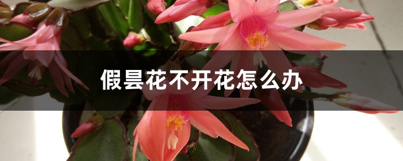 假昙花不开花怎么办 假昙花不开花怎么办
