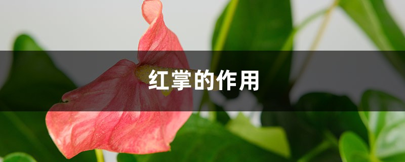 红掌的作用 红掌的作用