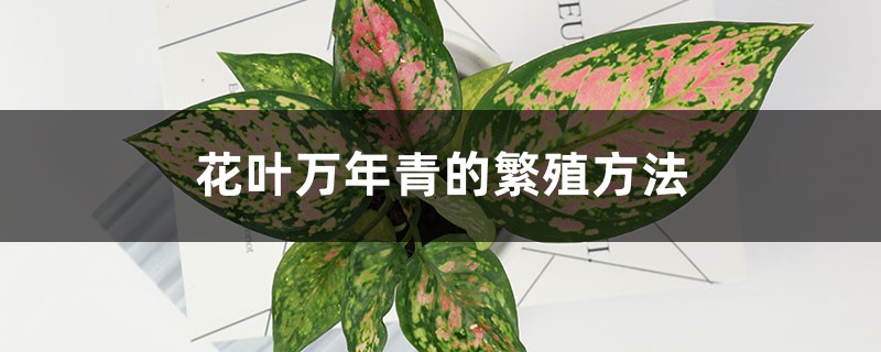 花叶万年青的繁殖方法 花叶万年青的繁殖方法