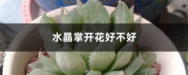 水晶掌开花好不好 水晶掌开花好不好