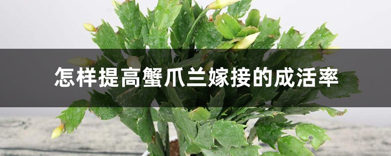 怎样提高蟹爪兰嫁接的成活率 怎样提高蟹爪兰嫁接的成活率