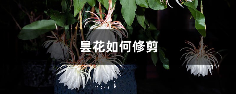 昙花如何修剪