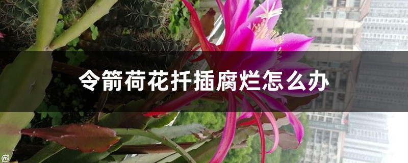 令箭荷花扦插腐烂怎么办 令箭荷花扦插腐烂怎么办
