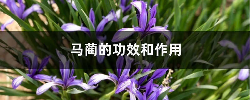 马蔺的功效和作用 马蔺的功效和作用