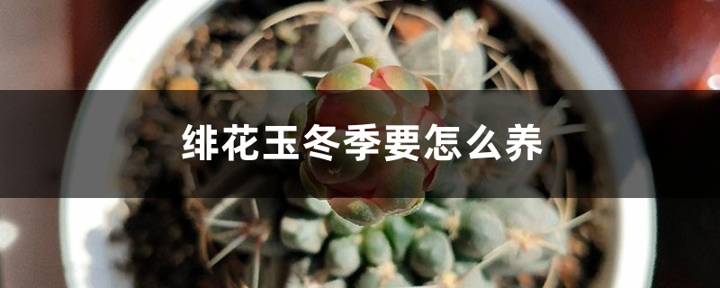 绯花玉冬季要怎么养 绯花玉冬季要怎么养