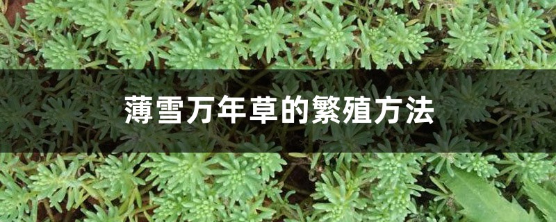 薄雪万年草的繁殖方法 薄雪万年草的繁殖方法