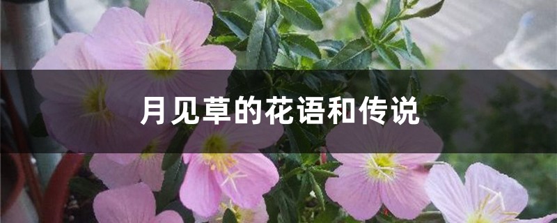 月见草的花语和传说 月见草的花语和传说