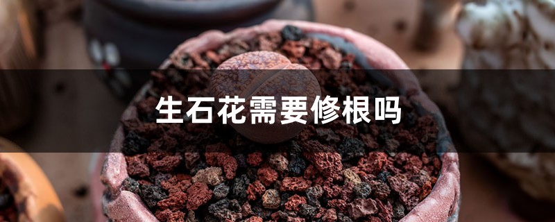 生石花需要修根吗 生石花需要修根吗