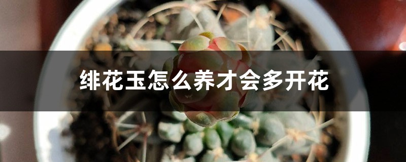 绯花玉怎么养才会多开花 绯花玉怎么养才会多开花