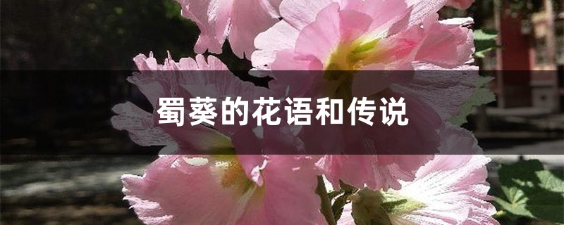 蜀葵的花语和传说 蜀葵的花语和传说