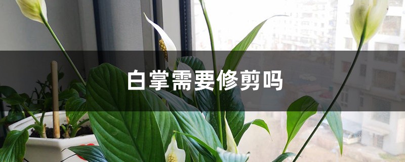 白掌需要修剪吗 白掌需要修剪吗