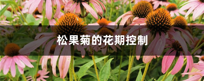 松果菊的花期控制 松果菊的花期控制