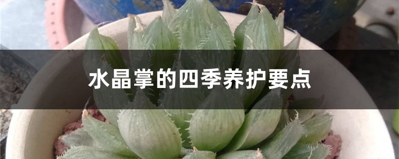 水晶掌的四季养护要点 水晶掌的四季养护要点