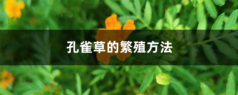 孔雀草的繁殖方法 孔雀草的繁殖方法