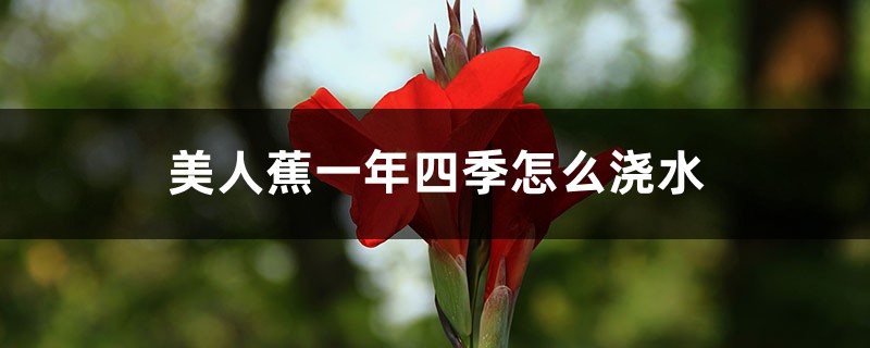 美人蕉一年四季怎么浇水 美人蕉一年四季怎么浇水