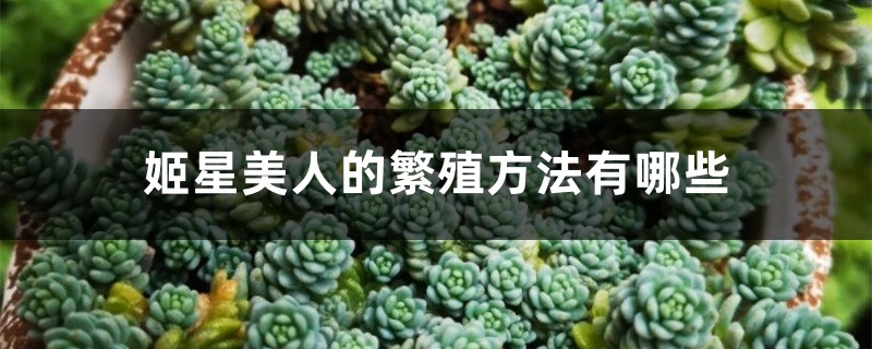姬星美人的繁殖方法有哪些 姬星美人的繁殖方法有哪些
