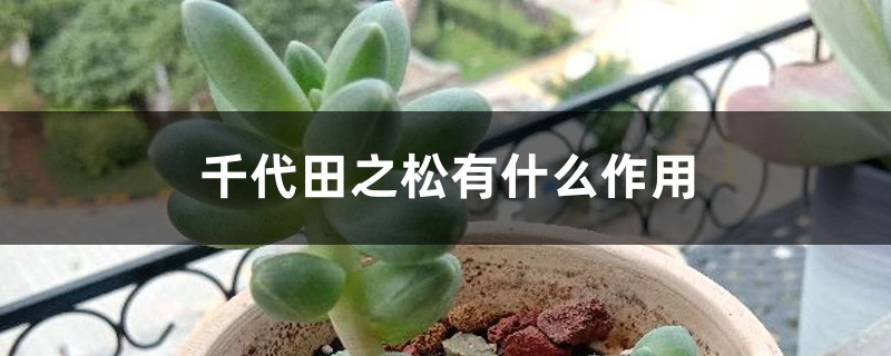 千代田之松有什么作用 千代田之松有什么作用