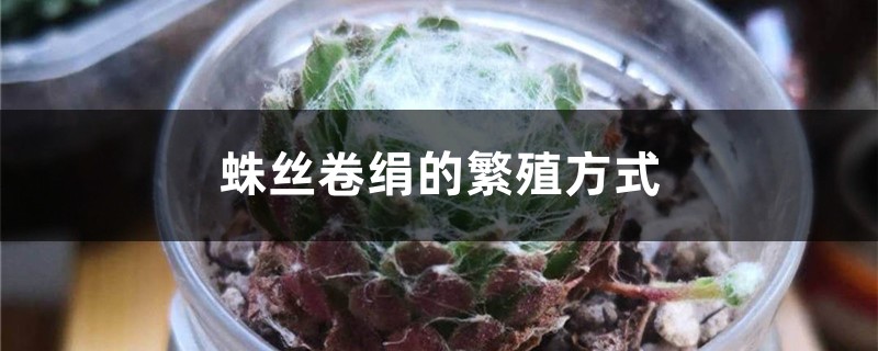 蛛丝卷绢的繁殖方式 蛛丝卷绢的繁殖方式