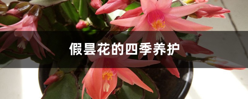 假昙花的四季养护 假昙花的四季养护