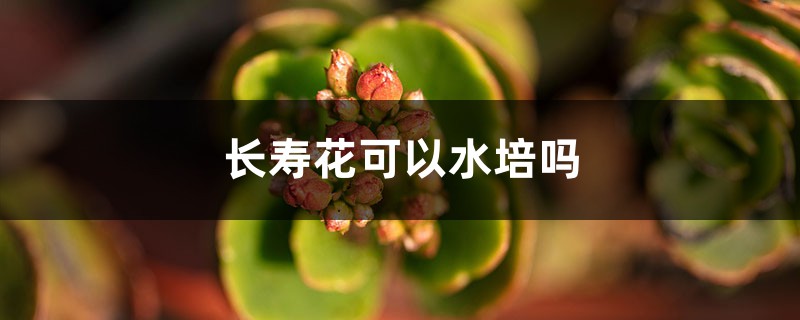 长寿花可以水培吗 长寿花可以水培吗
