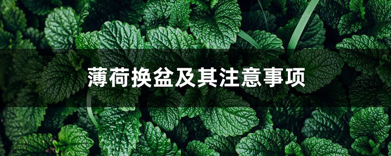 薄荷换盆及其注意事项 薄荷换盆及其注意事项