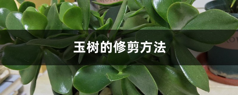 玉树的修剪方法 玉树的修剪方法