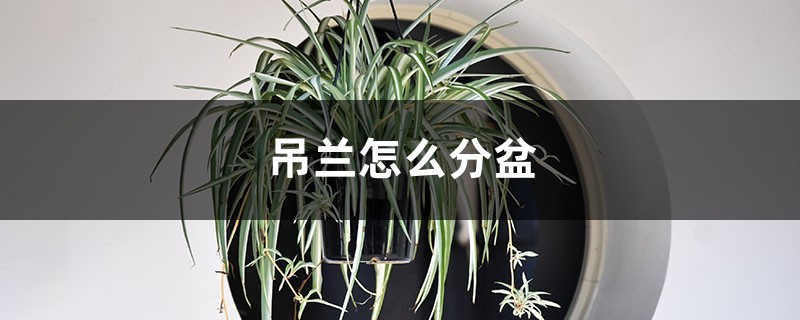 吊兰怎么分盆 吊兰怎么分盆