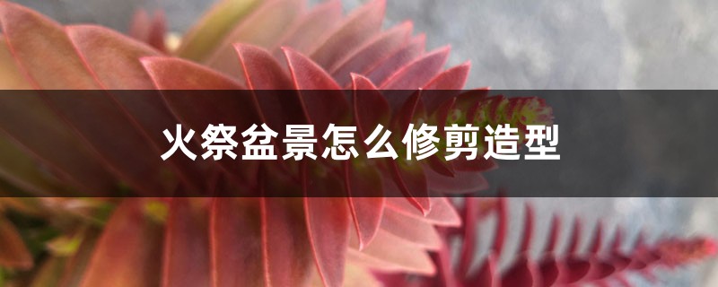 火祭盆景怎么修剪造型 火祭盆景怎么修剪造型