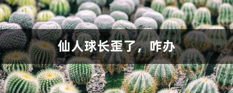 仙人球长歪了,咋办 仙人球长歪了,咋办