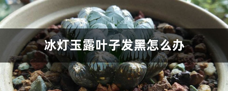 冰灯玉露叶子发黑怎么办 冰灯玉露叶子发黑怎么办