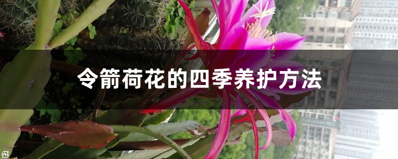 令箭荷花的四季养护方法 令箭荷花的四季养护方法