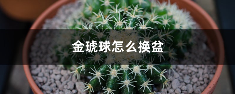 金琥球怎么换盆 金琥球怎么换盆