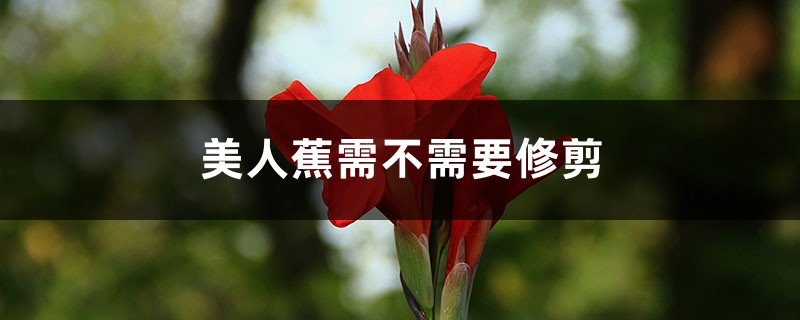 美人蕉需不需要修剪 美人蕉需不需要修剪