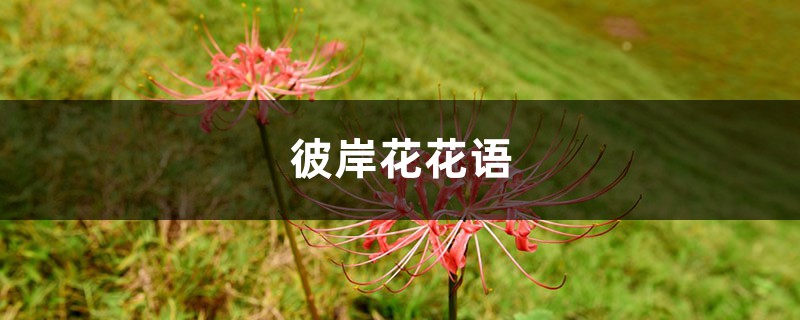 彼岸花花语 彼岸花花语
