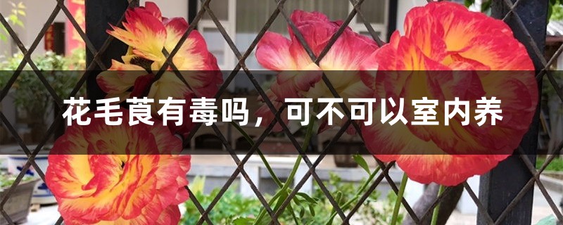 花毛莨有毒吗,可不可以室内养 花毛莨有毒吗,可不可以室内养