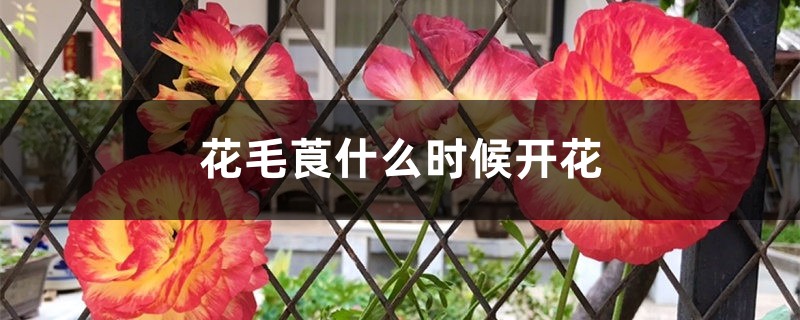 花毛莨什么时候开花 花毛莨什么时候开花