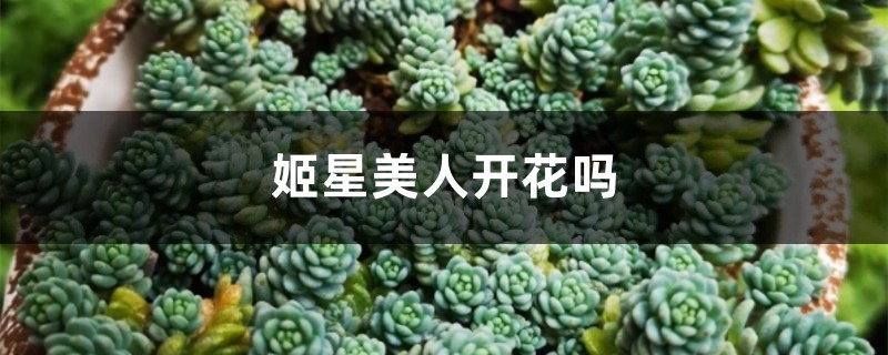 姬星美人开花吗 姬星美人开花吗
