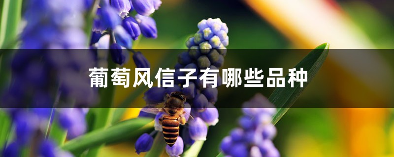 葡萄风信子有哪些品种 葡萄风信子有哪些品种