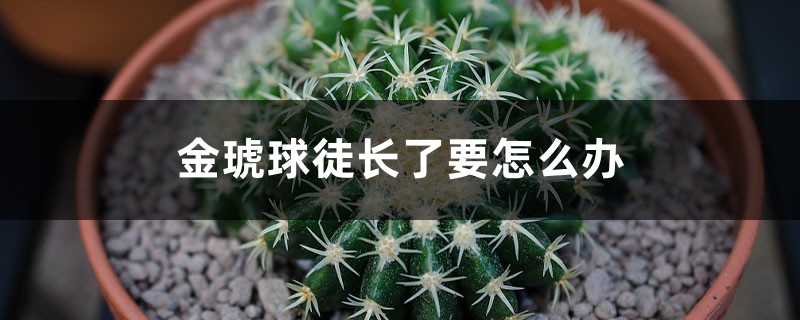 金琥球徒长了要怎么办 金琥球徒长了要怎么办