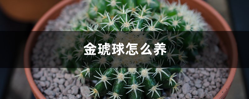金琥球怎么养 金琥球怎么养