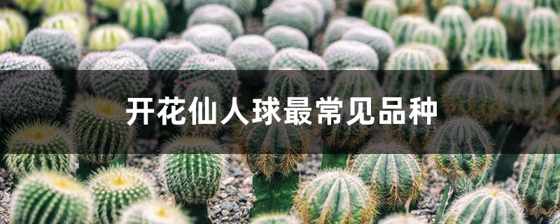 开花仙人球最常见品种 开花仙人球最常见品种