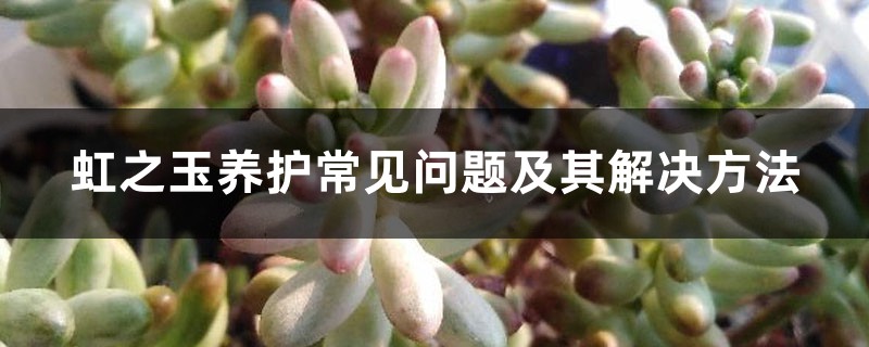 虹之玉养护常见问题及其解决方法 虹之玉养护常见问题及其解决方法