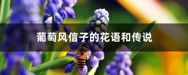 葡萄风信子的花语和传说 葡萄风信子的花语和传说